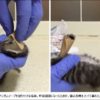 【YouTube】子猫を虐待する残酷動画に非難殺到！臓器をつぶされ骨折で2頭が死亡、死体を指で弾く場面も